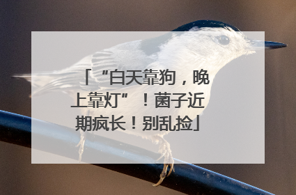 “白天靠狗，晚上靠灯”！菌子近期疯长！别乱捡