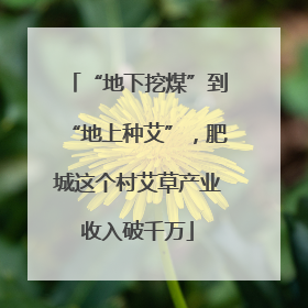 “地下挖煤”到“地上种艾”，肥城这个村艾草产业收入破千万
