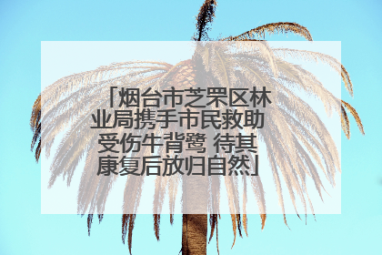 烟台市芝罘区林业局携手市民救助受伤牛背鹭 待其康复后放归自然