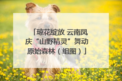 琼花绽放 云南凤庆“山野精灵”舞动原始森林（组图）