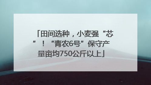 田间选种，小麦强“芯”！“青农6号”保守产量亩均750公斤以上