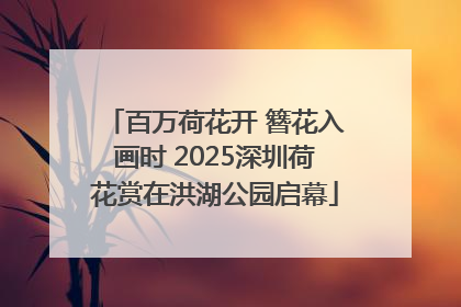 百万荷花开 簪花入画时 2025深圳荷花赏在洪湖公园启幕