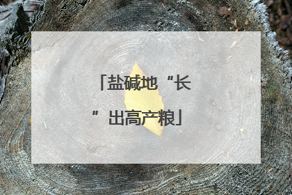盐碱地“长”出高产粮