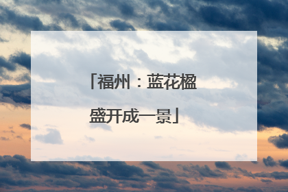 福州：蓝花楹盛开成一景