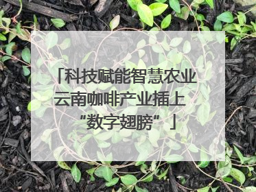 科技赋能智慧农业 云南咖啡产业插上“数字翅膀”