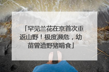 罕见兰花在京首次重返山野！极度濒危，幼苗曾遭野猪啃食