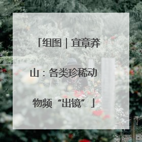 组图｜宜章莽山：各类珍稀动物频“出镜”