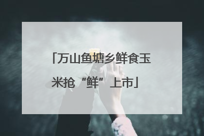 万山鱼塘乡鲜食玉米抢“鲜”上市