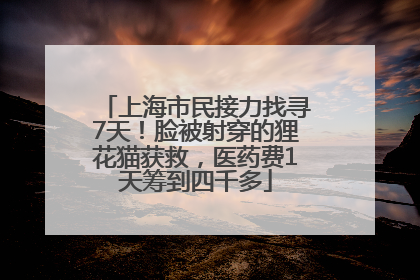 上海市民接力找寻7天！脸被射穿的狸花猫获救，医药费1天筹到四千多