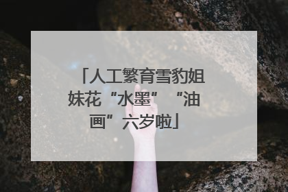 人工繁育雪豹姐妹花“水墨”“油画”六岁啦