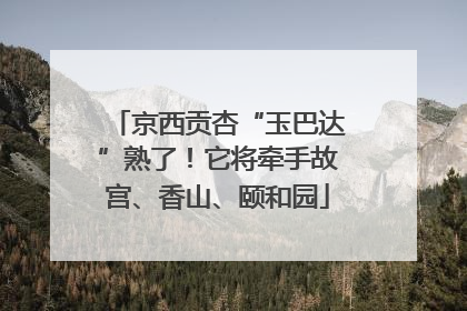 京西贡杏“玉巴达”熟了！它将牵手故宫、香山、颐和园