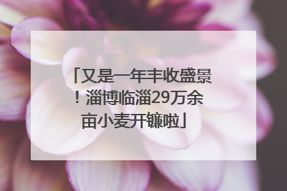 又是一年丰收盛景！淄博临淄29万余亩小麦开镰啦