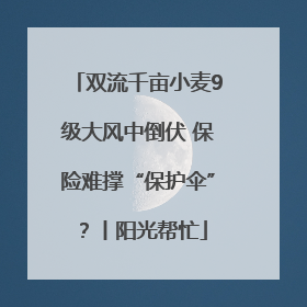 双流千亩小麦9级大风中倒伏 保险难撑“保护伞”？丨阳光帮忙