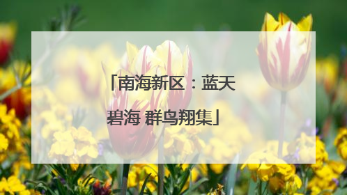 南海新区：蓝天碧海 群鸟翔集