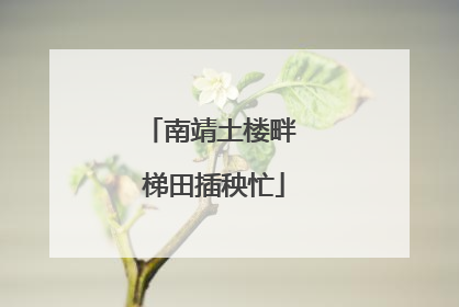 南靖土楼畔 梯田插秧忙
