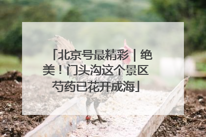 北京号最精彩｜绝美！门头沟这个景区芍药已花开成海