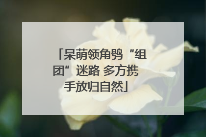呆萌领角鸮“组团”迷路 多方携手放归自然