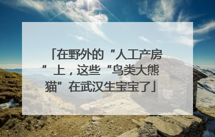 在野外的“人工产房”上，这些“鸟类大熊猫”在武汉生宝宝了