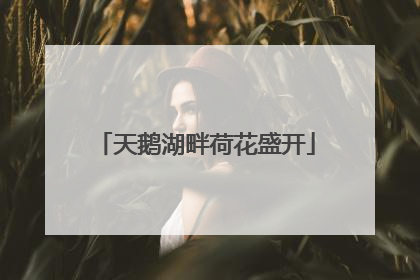 天鹅湖畔荷花盛开