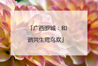 广西罗城：和谐共生鹭鸟欢