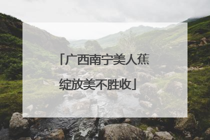 广西南宁美人蕉绽放美不胜收