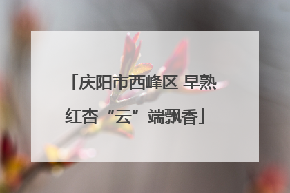 庆阳市西峰区 早熟红杏“云”端飘香