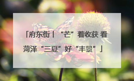 府东街丨“芒”着收获 看菏泽“三夏”好“丰景”
