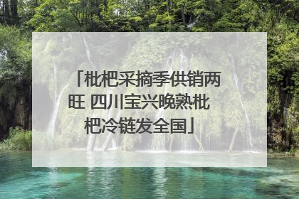 枇杷采摘季供销两旺 四川宝兴晚熟枇杷冷链发全国