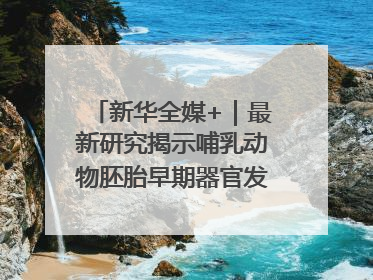 新华全媒+｜最新研究揭示哺乳动物胚胎早期器官发育“密码”