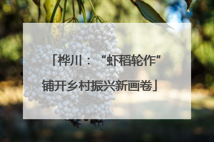 桦川：“虾稻轮作”铺开乡村振兴新画卷