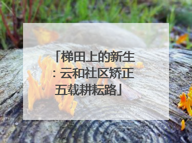 梯田上的新生：云和社区矫正五载耕耘路