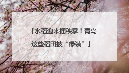 水稻迎来插秧季！青岛这些稻田披“绿装”