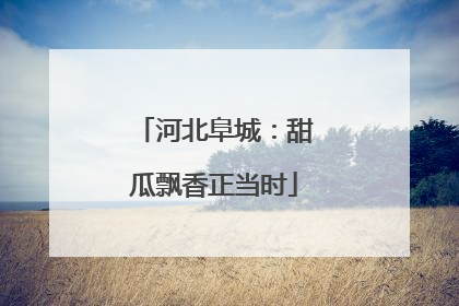 河北阜城：甜瓜飘香正当时