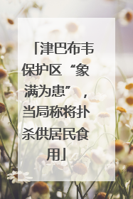 津巴布韦保护区“象满为患”，当局称将扑杀供居民食用