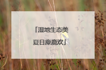 湿地生态美 夏日麋鹿欢