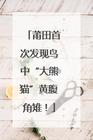 莆田首次发现鸟中“大熊猫”黄腹角雉！