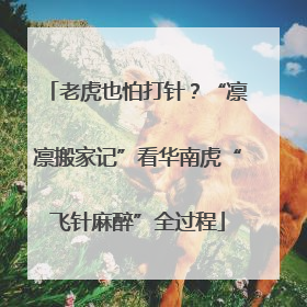 老虎也怕打针？“凛凛搬家记”看华南虎“飞针麻醉”全过程