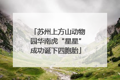 苏州上方山动物园华南虎“星星”成功诞下四胞胎