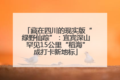 藏在四川的现实版“绿野仙踪”：宜宾深山罕见15公里“稻海”成打卡新地标