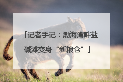 记者手记：渤海湾畔盐碱滩变身“新粮仓”