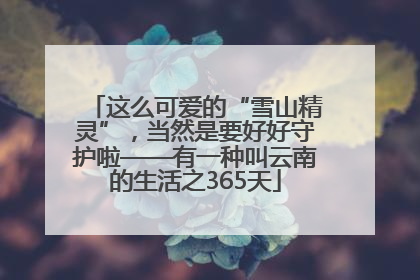 这么可爱的“雪山精灵”，当然是要好好守护啦——有一种叫云南的生活之365天