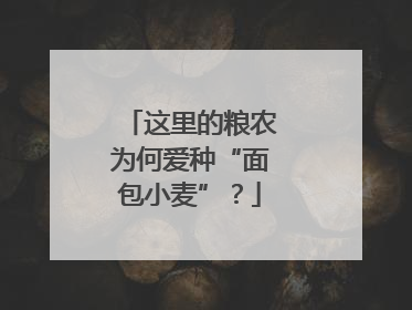 这里的粮农为何爱种“面包小麦”？