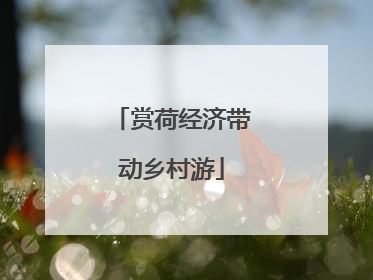 赏荷经济带动乡村游